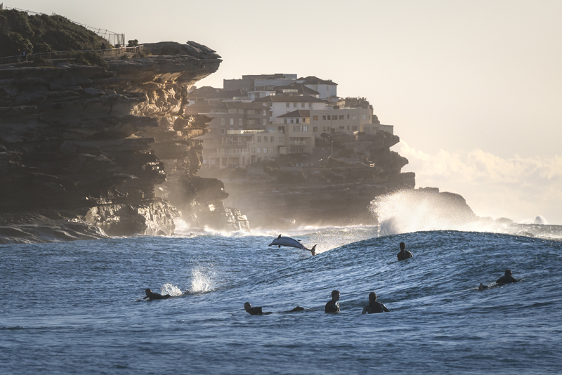 Gergo Rugli Rapture photo of Bronte Beach surfers and dolphin